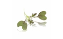 Picture of Ruby Frills Micro Cress (Mustard Frills)