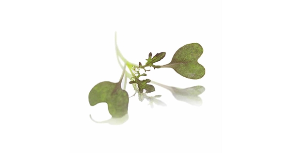 Ruby Frills Micro Cress (Mustard Frills). Farm Direct