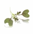 Ruby Frills Micro Cress (Mustard Frills)