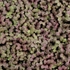 Ruby Frills Micro Cress (Mustard Frills)