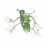 Picture of Cut Pea Shoots Tendril