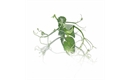 Picture of Cut Pea Shoots Tendril