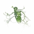Cut Pea Shoots Tendril