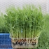 Cut Pea Shoots Tendril