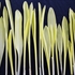 Sweetcorn Shoots