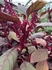 Amaranth Edible Flowers