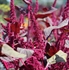 Amaranth Edible Flowers