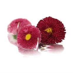 Picture of Bellis Daisy Edible Flowers