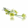 Picture of Fennel Edible Flowers