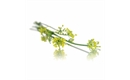 Picture of Fennel Edible Flowers