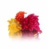 Picture of Fire Feather Edible flowers (Celosia)