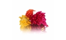 Picture of Fire Feather Edible flowers (Celosia)