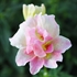 Snapdragon Edible Flowers