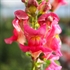 Snapdragon Edible Flowers