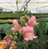 Snapdragon Edible Flowers