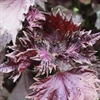 Picture of Large Shiso Leaves Red