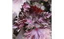 Picture of Large Shiso Leaves Red