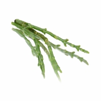 Picture of Salicornia Sea Veg (Samphire)