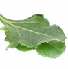 Picture of Sea Beet Sea Veg (Wild Spinach)