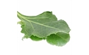 Picture of Sea Beet Sea Veg (Wild Spinach)