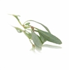 Picture of Sea Purslane 