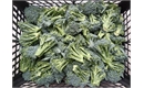 Picture of Tenderstem Broccoli