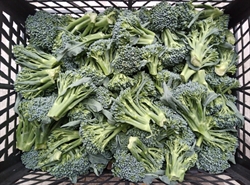 Picture of Tenderstem Broccoli