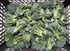 Tenderstem Broccoli
