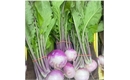 Picture of New Season Turnips, Bunched