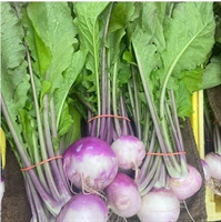 Picture of New Season Turnips, Bunched