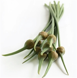 Picture of Elephant Garlic scapes, bunched