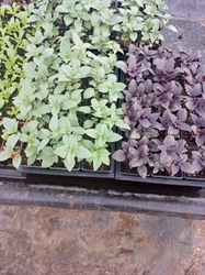 Picture of Thai Basil Plant, Potted