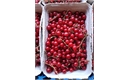 Picture of Fresh Redcurrants