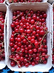 Picture of Fresh Redcurrants