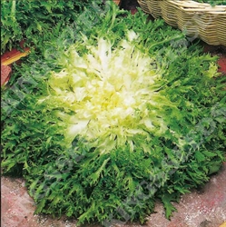 Picture of Endive Pancalieri Lettuce