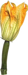 Picture of Mini Courgette & Flower