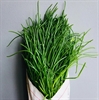 Picture of Fresh Agretti