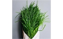 Picture of Fresh Agretti