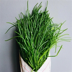 Picture of Fresh Agretti