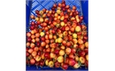Picture of Napoleon White Cherries