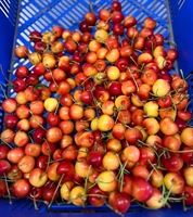 Picture of Napoleon White Cherries