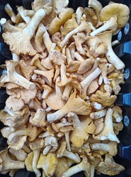 Picture of Fresh Girolle Mushrooms
