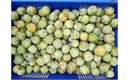 Picture of Oulins Golden Gages