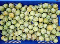 Picture of Oulins Golden Gages