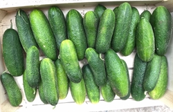 Picture of Fresh Gherkins