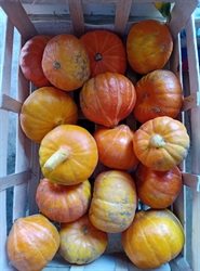 Picture of Onion Squash