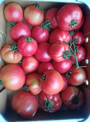 Picture of Pink Tomatoes