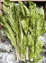 Picture of Pale Green Chard