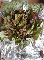 Picture of Marvel of Four Seasons Lettuce