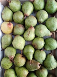 Picture of William Pears